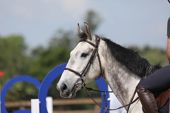 Ballynonty Equestrian - Paul Beecher Clinic 21.05.2025